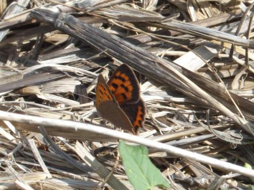 Lycaena phlaeas